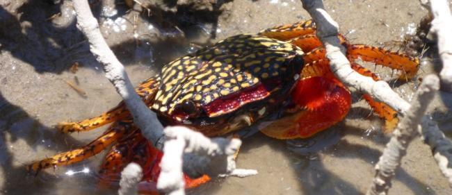 Crabs play an essential role in many coastal ecosystems, both as ecosystem engineers and mediators or even drivers of ecosystem processes | Photo: Martin Zimmer, ZMT