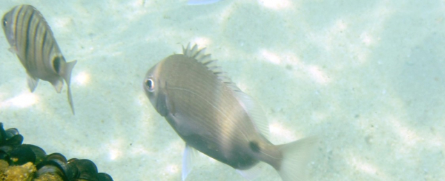 IMErSÃO aims to evaluate the impact of microplastic on growth, development and survival of early life stages of seabream (family Sparidae) in different coastal ecosystems across the Atlantic Ocean. | Photo: Carolin Müller, ZMT