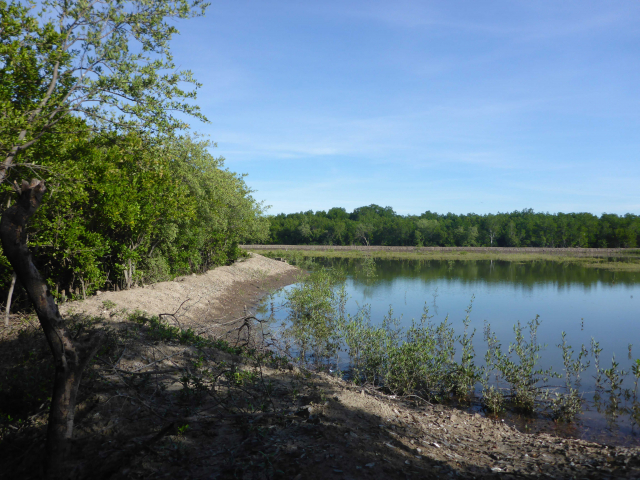 The project KATRINA aims at the development and establishment of Integrated Mangrove Aquaculture (IMA) concepts for existing shrimp and mud crab aquaculture in North Kalimantan as well as at providing a basis for ecologically and economically beneficial breeding and growing  of the respective stocks.