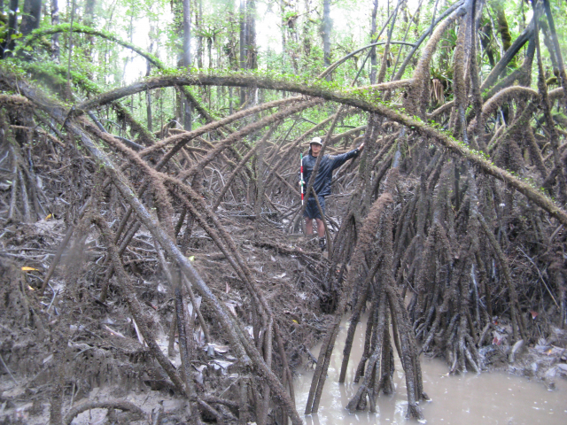 Im Rahmen von MAKOPA wollen wir insbesondere verstehen, welche Rolle Mangroven für die Aufrechterhaltung der Fischereiproduktion an der kolumbianischen Pazifikküste spielen und wie die sozial-ökologischen Systeme in den Mangroven Kolumbiens funktionieren. | Foto: U. Krumme, ZMT