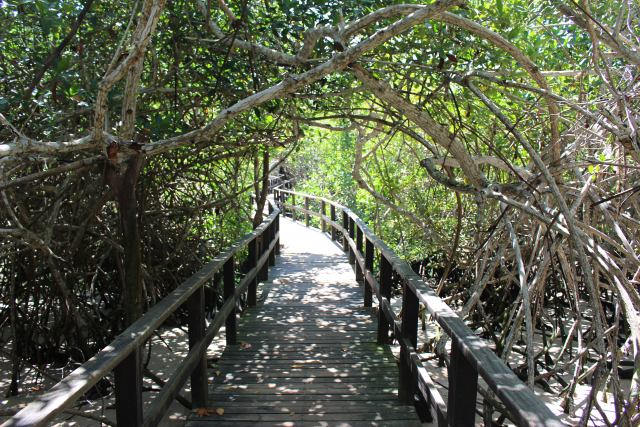 Wie wurde Mangroven im Golf von Guayaquil vom 19. Jahrhundert bis heute Bedeutung zugeschrieben, und wie wird dadurch die Nutzung von Mangrovengebieten heute beeinflusst? | Foto: Sarah Doolitell