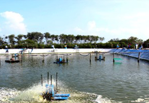 In this project, outdoor shrimp ponds in Indonesia were monitored over the complete rearing cycle of three months, including a disease outbreak after approximately 60 days. | Photo: Yustian Alfiansah