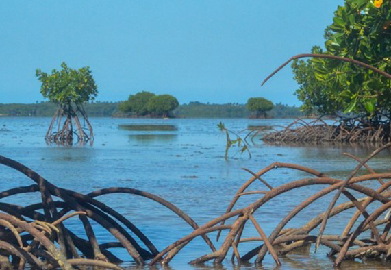 Reef TREES will provide valuable insights directly applicable to mangrove rehabilitation efforts and ecosystem design, and will also reveal novel connections between mangrove and coral reefs. | Photo: Sonia Bejarano, ZMT