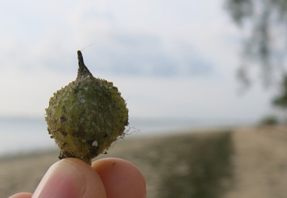 Our goal is to develop effective seed-based restoration methods for tropical seagrass species. | Photo: Anna Fricke, ZMT