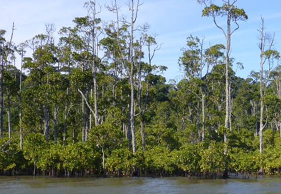 ReMainMan tests the hypothesis that controlled and spatially limited clear-felling of old-grown tree patches (wood extraction for use by local stakeholders) will prove an efficient tool for the management of mangroves by maintaining and even improving the provisioning of certain ecosystem services through rejuvenating the forest community, including not only the trees but also the fauna and microbiota. | Photo: Martin Zimmer, ZMT