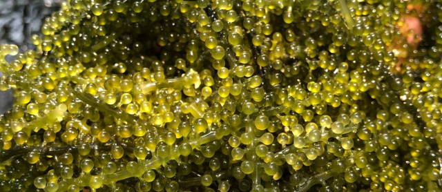 Meerestrauben (auch „grüner Kaviar“ genannt, Caulerpa lentillifera) sind grüne Makroalgen, die sich durch ihre besondere Textur, einen hohen Nährwert und ein hohes antioxidatives Potential auszeichnen. | Foto: Andreas Kunzmann, ZMT