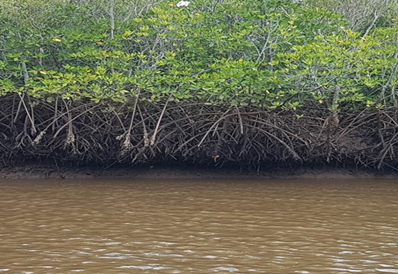 The VanGrove project is hinged on an ongoing project collecting data to inform the setting up of a proposed transboundary conservation area (TBCA) between Kenya and Tanzania seeking to conserve, and better manage transboundary natural resources. | Photo: Amon Kimeli, ZMT