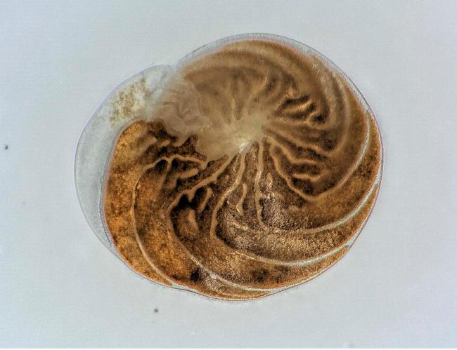 Aufnahme einer Foraminifere (Amphistegina lessonii) mit dem Keyence Digitalmikroskop (HDR Modus) | Foto: Marleen Stuhr