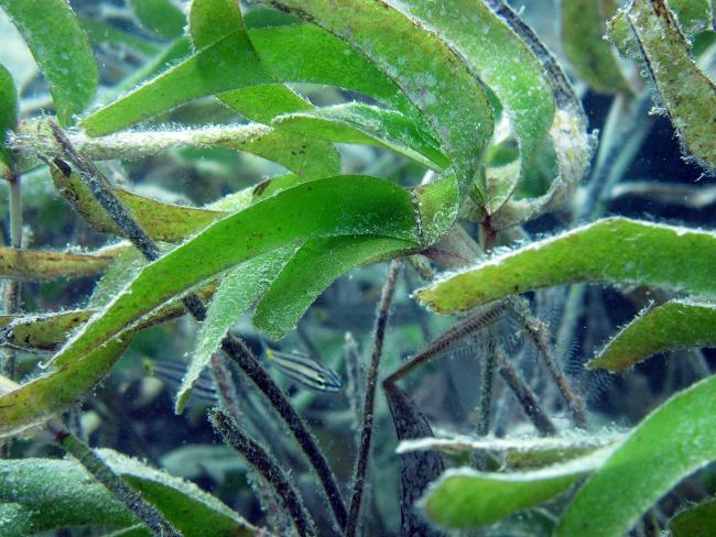 Seagrass, Zanzibar