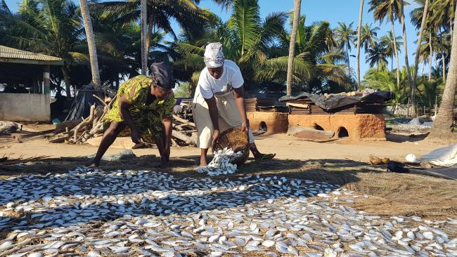 Frauen in Ghana legen den Fischfang zum Trocknen und Konservieren aus. | Foto: Anna-Katharina Hornidge, ZMT