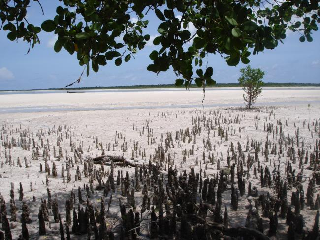 Chwaka Bay, Sansibar