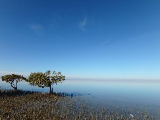 Mangroves in Australia