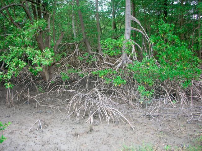 Mangroves in Bragança, Brazil | Photo: Ulrich Saint-Paul