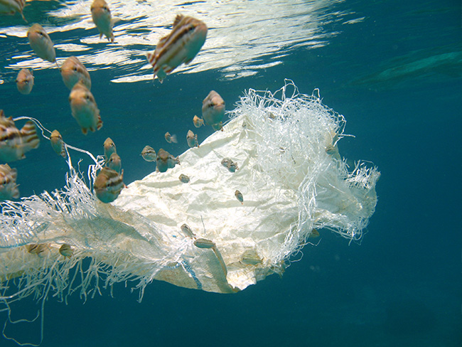 A main activity of the project is the quantification and physical removal of the ghost gear and other plastic garbage from the environment, the monitoring and comparison of the marine fauna/biodiversity post and pre- net/plastic removal (and among affected and non-affected areas), as well as attempts to recycle and sale discarded fishing gear. | Photo: G. Schmidt, ZMT