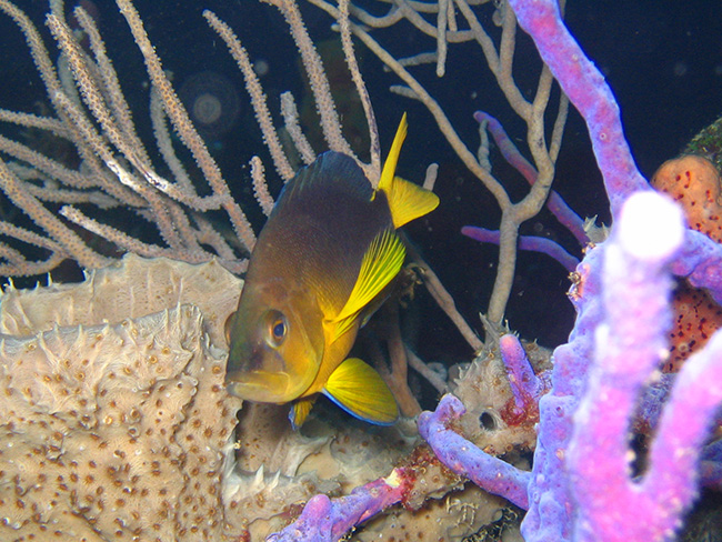 Vor dem Hintergrund, dass ein signifikanter Anteil der biologischen Vielfalt im Meer entstanden ist, wissen wir erstaunlich wenig über Artbildung in den Meeren. | Foto: Oscar Puebla, ZMT