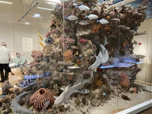 The habitat representation of an Indonesian coral reef by day and by night. in the permanent exhibition at the Senckenberg Museum in Frankfurt | Photo: A. Daschner, ZMT