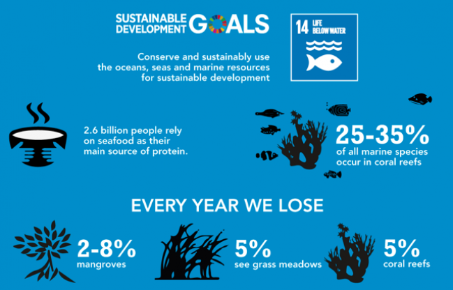 The graphic shows the percentage of coral reefs, mangroves and seagrasses are lost per year.