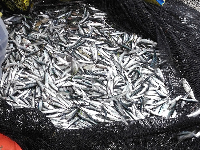 Peruvian anchovy | Photo: Hans Jara, IMARPE