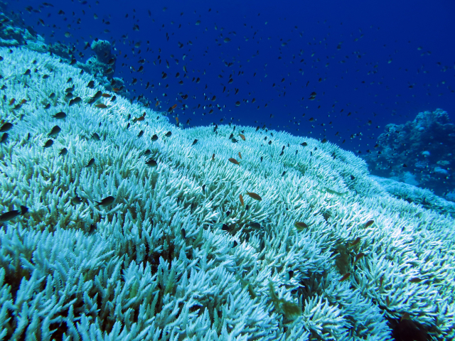Coral bleaching increases with global warming | Photo: Claudia Pogoreutz, ZMT