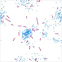 The individual-based Predator Model allows to simulate the spatial interaction of prey and predator in dependence of different species properties.