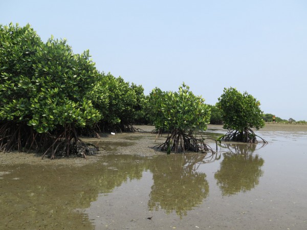 Blog3 Inga Mangroven Blog3 Inga Mangroven