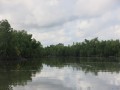 mangroves 1