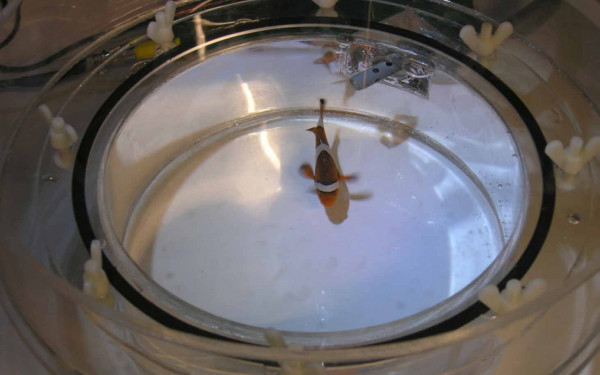 Experimentelle aquakultur 1 web Experimentelle aquakultur 1 web