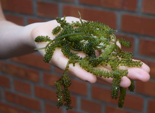 Experimentelle aquakultur 4 web Experimentelle aquakultur 4 web