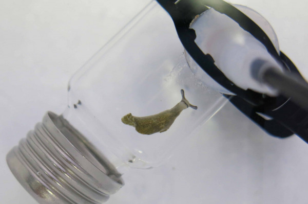 Experimentelle aquakultur 5 web Experimentelle aquakultur 5 web