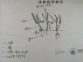 Seagrass drawing from students in Dingcun Primary school Squirrel School 1