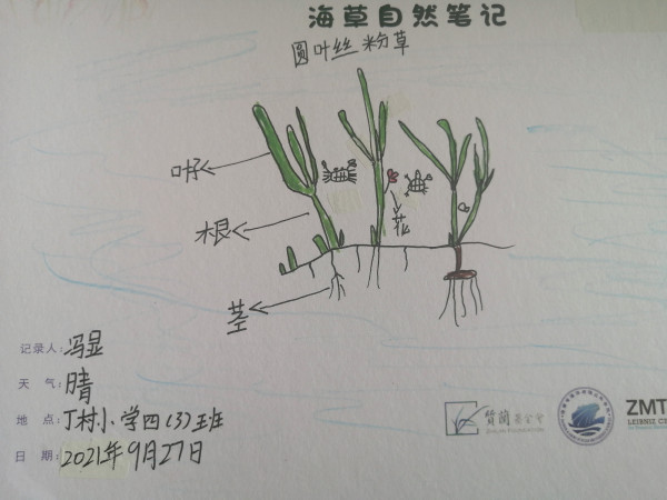 Seagrass drawing from students in Dingcun Primary school Squirrel School 1 Seagrass drawing from students in Dingcun Primary school Squirrel School 1