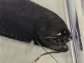 Threadfin dragonfish E PAULUS