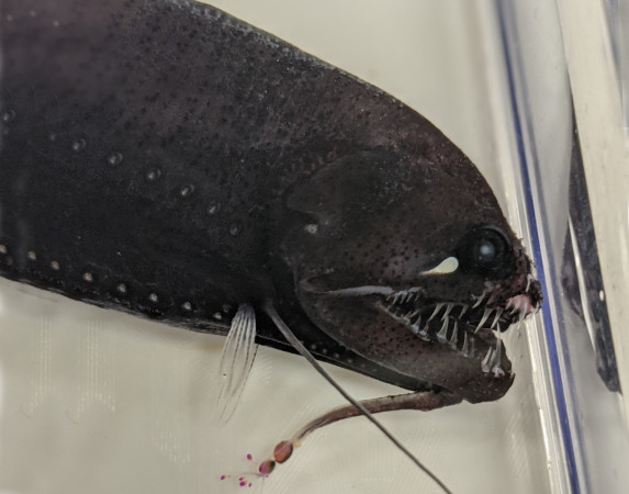 Threadfin dragonfish E PAULUS Threadfin dragonfish E PAULUS