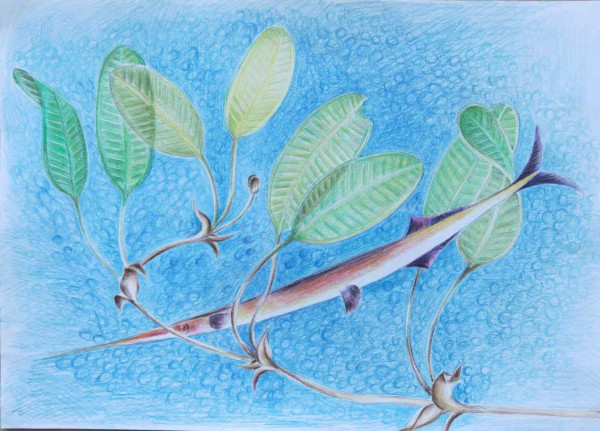 Halophila ovalis and Fish Ping Chen Halophila ovalis and Fish Ping Chen