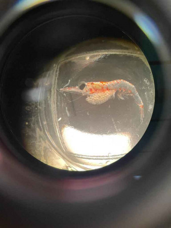 Nematoscelis megalops with eggs web Nematoscelis megalops with eggs web