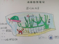 Seagrass drawing from students in Dingcun Primary school Squirrel School 3