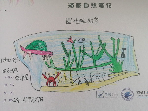 Seagrass drawing from students in Dingcun Primary school Squirrel School 3 Seagrass drawing from students in Dingcun Primary school Squirrel School 3