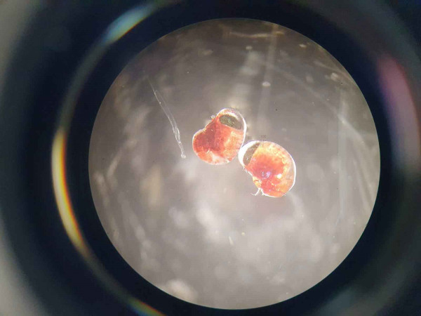 Small amphipods web Small amphipods web