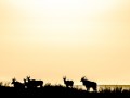 Eland Sunset