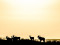 Eland Sunset