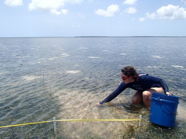 Fay seagrass algae