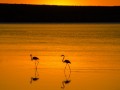 Flamingos Sunset