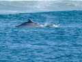 Humpback Dolphins