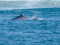 Humpback Dolphins