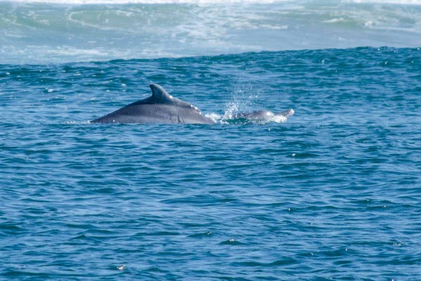 Humpback Dolphins