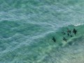 Surfing seals