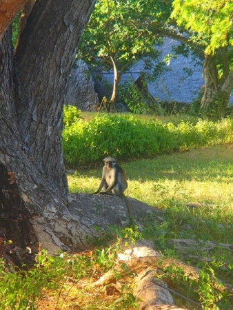 morning monkey morning monkey