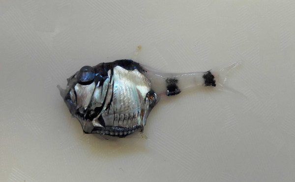 Argyropelecus hemigymnus (left) samples from the southern Benguela.