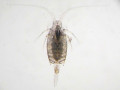 Candacia, ein Copepode