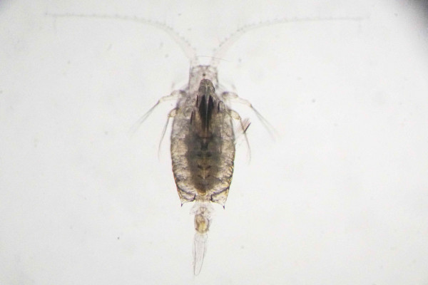 Candacia, ein Copepode